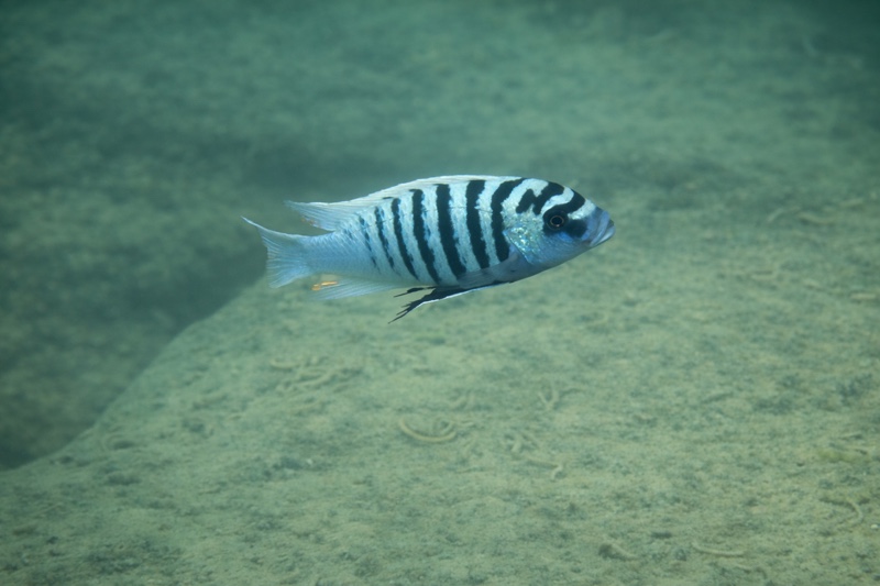 Maylandia zebra 'Tsano Rock'